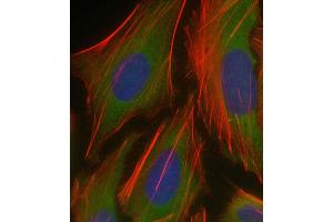 Immunofluorescent analysis of 4 % paraformaldehyde-fixed, 0.