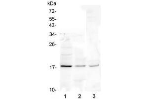 Western blot testing of 1) human Jurkat, 2) rat liver and 3) mouse liver lysate with Ribonuclease 3 antibody at 0. (RNASE3 anticorps  (AA 28-160))