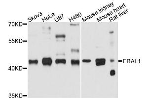 Western blot analysis of extracts of various cell lines, using ERAL1 antibody. (ERAL1 anticorps  (AA 198-437))