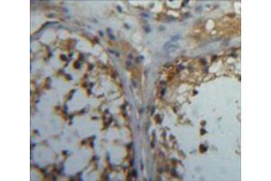 IHC-P analysis of testis tissue, with DAB staining. (CA5B anticorps  (AA 34-317))