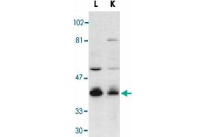 Western blot analysis of Dffb in mouse lung (L) and kidney (K) tissue lysates with Dffb polyclonal antibody  at 1 : 500 dilution. (DFFB anticorps  (AA 314-329))