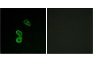 Image no. 1 for anti-Growth Associated Protein 43 (GAP43) (pSer41) antibody (ABIN2888422) (GAP43 anticorps  (pSer41))