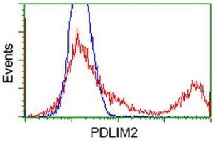 Image no. 1 for anti-PDZ and LIM Domain 2 (PDLIM2) antibody (ABIN1500125) (PDLIM2 anticorps)