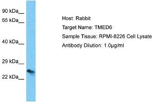 Host: Rabbit Target Name: TMED6 Sample Type: RPMI-8226 Whole Cell lysates Antibody Dilution: 1. (TMED6 anticorps  (C-Term))