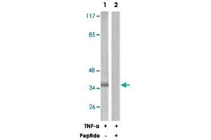 Western blot analysis of extracts from 293 cells, using CRKL polyclonal antibody .