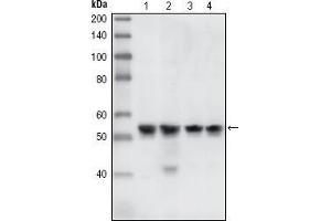 Western Blot showing using CHK1 antibody used against A431 (1), Hela (2), NIH/3T3 (3) and K562 (4) cell lysate.