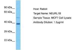 Host: Rabbit Target Name: NEURL1B Sample Tissue: Human MCF7 Whole Cell Antibody Dilution: 1ug/ml (NEURL1B anticorps  (C-Term))