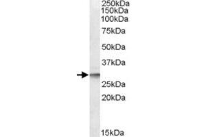 DPM1 polyclonal antibody  (0. (DPM1 anticorps)