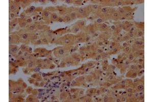 IHC image of ABIN7166472 diluted at 1:200 and staining in paraffin-embedded human liver tissue performed on a Leica BondTM system. (Proteoglycan 4 anticorps  (AA 25-156))