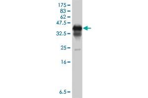Western Blot detection against Immunogen (37 KDa) .