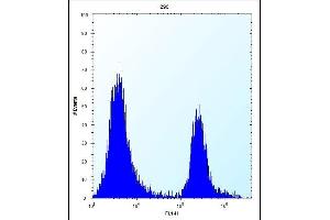 CPN1 Antibody (Center) (ABIN656809 and ABIN2846023) flow cytometric analysis of 293 cells (right histogram) compared to a negative control cell (left histogram).