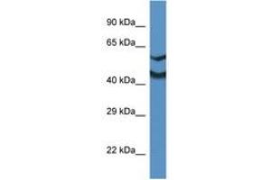 Image no. 1 for anti-NDRG Family Member 2 (NDRG2) (N-Term) antibody (ABIN6746003) (NDRG2 anticorps  (N-Term))