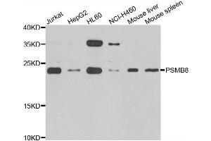 Western blot analysis of extracts of various cell lines, using PSMB8 antibody.