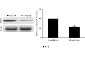 (a) Target site screening for CHI3L1 by western blot analysis and real-time RT-PCR in RAW264.