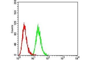 Flow cytometric analysis of Hela cells using SETD7 mouse mAb (green) and negative control (red).