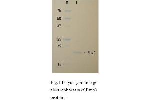 SDS-PAGE (SDS) image for Crossover Junction Endodeoxyribonuclease RuvC (RuvC) (Active) protein (ABIN2452186)