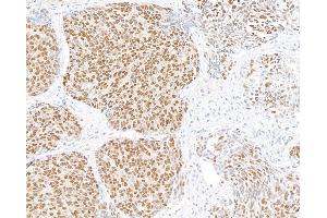 Immunohistochemistry (IHC) image for anti-Ubiquilin 4 (UBQLN4) (AA 2-601) antibody (ABIN7453990) (Recombinant UBQLN4 anticorps  (AA 2-601))