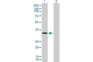 Western Blot analysis of FOSL1 expression in transfected 293T cell line by FOSL1 MaxPab polyclonal antibody. (FOSL1 anticorps  (AA 1-271))