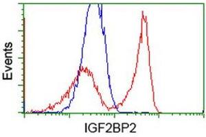 Image no. 3 for anti-Insulin-Like Growth Factor 2 mRNA Binding Protein 2 (IGF2BP2) antibody (ABIN1498825) (IGF2BP2 anticorps)