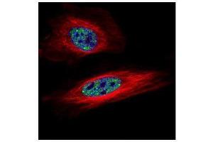 ICC/IF Image Confocal immunofluorescence analysis (Olympus FV10i) of paraformaldehyde-fixed HeLa, using SNRPB, antibody (Green) at 1:500 dilution.