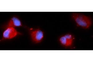 Immunofluorescence (IF) image for anti-Carbonic Anhydrase VIII (CA8) (AA 1-290) antibody (APC) (ABIN5568536) (CA8 anticorps  (AA 1-290) (APC))