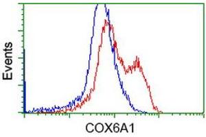 Image no. 1 for anti-Cytochrome C Oxidase Subunit VIa Polypeptide 1 (COX6A1) antibody (ABIN1497584) (COX6A1 anticorps)