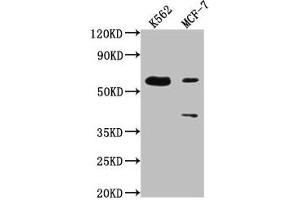 Western Blot Positive WB detected in: K562 whole cell lysate, MCF-7 whole cell lysate All lanes: PTBP3 antibody at 1:2000 Secondary Goat polyclonal to rabbit IgG at 1/50000 dilution Predicted band size: 60, 57, 61, 50 kDa Observed band size: 60 kDa (PTBP3 anticorps  (AA 37-55))