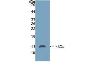 WB of Protein Standard: different control antibodies against Highly purified E. (AMH Kit ELISA)