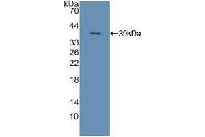 Western blot analysis of recombinant Human APOC2. (Apolipoprotein C-II anticorps  (AA 13-97))