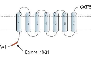 Representative domain view of the target of ABIN7884737. (Adiponectin Receptor 1 anticorps  (Intracellular, N-Term))