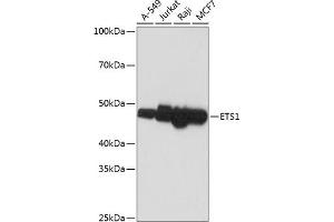 Western blot analysis of extracts of various cell lines, using ETS1 antibody (ABIN7271257) at 1:1000 dilution. (ETS1 anticorps)