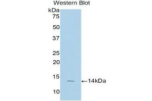 Western Blotting (WB) image for anti-Taurine Transporter (TAUT) (AA 131-227) antibody (ABIN1176289) (TAUT anticorps  (AA 131-227))