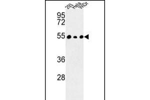 Western blot analysis of C14orf50 Antibody (N-term) (ABIN652930 and ABIN2842596) in 293, Hela, WiDr cell line lysates (35 μg/lane). (PPP1R36 anticorps  (N-Term))