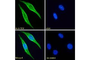 ABIN6391363 Immunofluorescence analysis of paraformaldehyde fixed NIH3T3 cells, permeabilized with 0. (Doublecortin anticorps  (Internal Region))