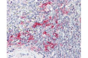 Anti-LITAF antibody IHC staining of human spleen. (LITAF anticorps  (AA 1-132))