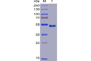Human GITR Protein, mFc-His Tag on SDS-PAGE under reducing condition.