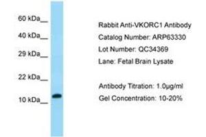 Image no. 1 for anti-Vitamin K Epoxide Reductase Complex, Subunit 1 (VKORC1) (AA 27-76) antibody (ABIN6749969) (VKORC1 anticorps  (AA 27-76))