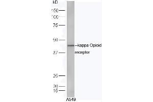 A549 cell lysates probed with Anti-kappa Opioid receptor Polyclonal Antibody, Unconjugated (ABIN737571) at 1:300 in 4˚C. (OPRK1 anticorps)