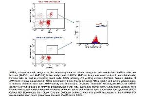 FACS Analysis of Glycophorin A and phospho-AMPK alpha 1/2 (Thr172/183) in Red Blood Cells in WT and AMPK alpha 1 knockout mice using Rabbit Anti-GPA Polyclonal Antibody . (ATG4D anticorps  (AA 381-474) (Cy7))