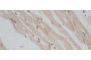 Immunohistochemistry of paraffin-embedded Mouse heart using ERG Polyclonal Antibody at dilution of 1:50 (ERG anticorps)