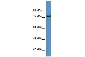 Western Blot showing Klkb1 antibody used at a concentration of 1. (KLKB1 anticorps  (C-Term))