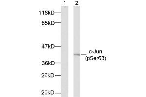 Western blot analysis of extracts from NIH/3T3 cells using c-Jun (phospho-Ser63) antibody (E011001) (C-JUN anticorps  (pSer63))