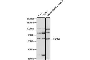 Western blot analysis of extracts of various cell lines, using TRIM55 antibody (ABIN7270994) at 1000 dilution. (TRIM55 anticorps  (AA 183-452))