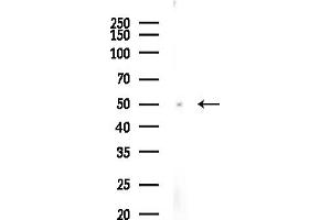 Western blot analysis of lysates from Rat testis, using TUBE1 Antibody at 1/1000 dilution.
