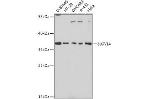Western blot analysis of extracts of various cell lines, using ELOVL4 antibody (ABIN1679709, ABIN3017923, ABIN3017924 and ABIN6220305) at 1:3000 dilution. (ELOVL4 anticorps  (AA 1-100))