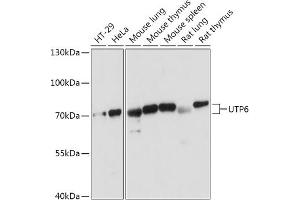 anti-UTP6, Small Subunit (SSU) Processome Component, Homolog (UTP6) (AA 1-220) antibody
