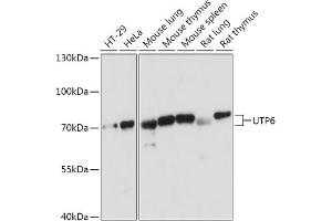 Western blot analysis of extracts of various cell lines, using UTP6 antibody (ABIN7271239) at 1:1000 dilution. (UTP6 anticorps  (AA 1-220))