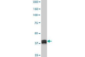 MBNL1 monoclonal antibody (M02), clone 3E7 Western Blot analysis of MBNL1 expression in Hela S3 NE .