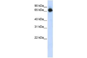 Western Blotting (WB) image for anti-Far Upstream Element (FUSE) Binding Protein 1 (FUBP1) antibody (ABIN2458167) (FUBP1 anticorps)