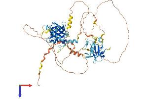 AlphaFold protein structure predicition of Human Recombinant SHC2 Protein, UniprotID P98077